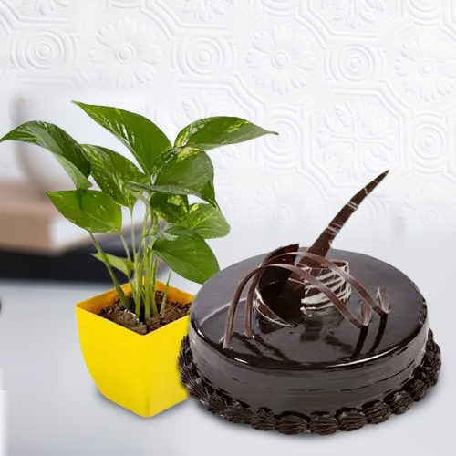 Exclusive Money Plant in Plastic Pot with Chocolate Truffle Cake