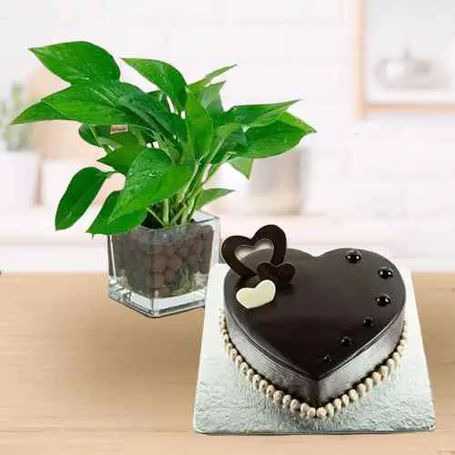 Special Money Plant in Glass Pot with Love Shaped Chocolate Cake