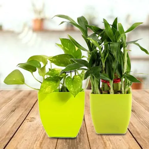 Order Charming Pair of Two Exotic Green Plants