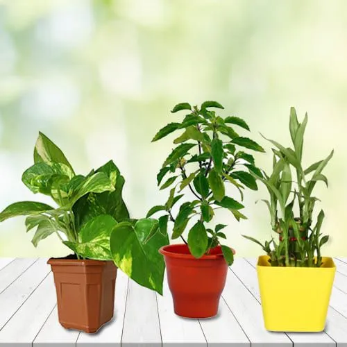 Wonderful Good Luck Plants in Plastic Pots