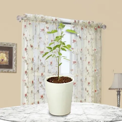 Order Gift of Tulsi Plant in Glass Pot