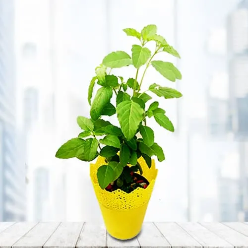 Deliver Tulsi Plant in Plastic Pot