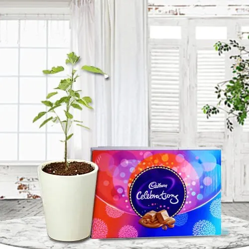 Deliver Tulsi Plant in Glass Pot with Cadbury Celebrations Pack