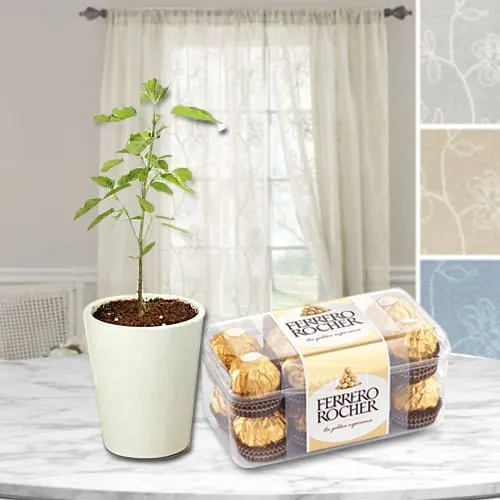 Deliver Tulsi Plant in Glass Pot with Ferrero Rocher Chocolates