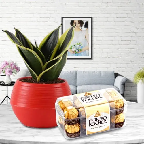 Blossom-Filled Milt Sansevieria Plant in Plastic Pot with Ferrero Rocher Chocolates