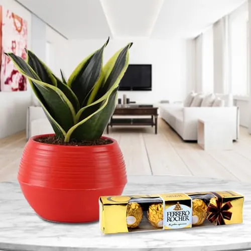 Exquisite Ferrero Rocher Chocolate Pack with Milt Sansevieria Plant