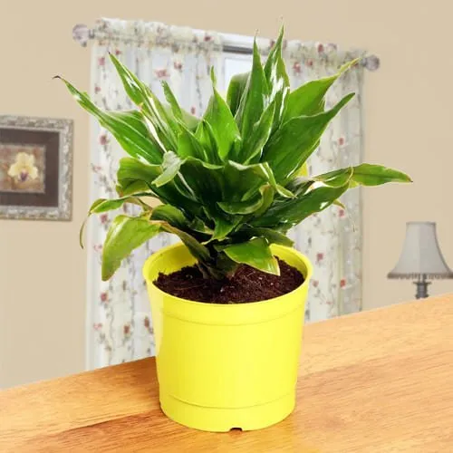 Order Dracaena Air Purifying Plant in Plastic Pot