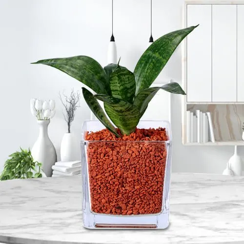 Send Dracaena Compacta Air Purifying Plant in Glass Pot