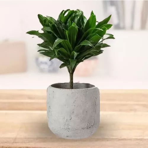 Order Dracaena Compacta Air Purifying Plant in Ceramic Pot