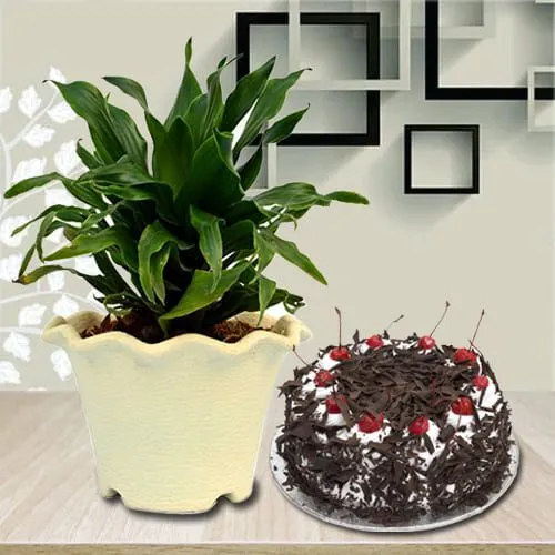 Wonderful Dracaena Compacta Plant in Plastic Pot with Black Forest Cake