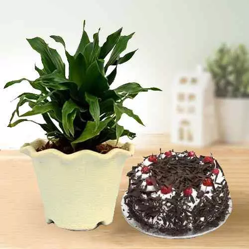 Breathtaking Dracaena Compacta Plant in Plastic Pot with Black Forest Cake