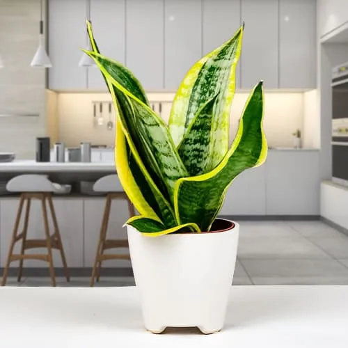 Order Snake Plant in a Ceramic Pot 