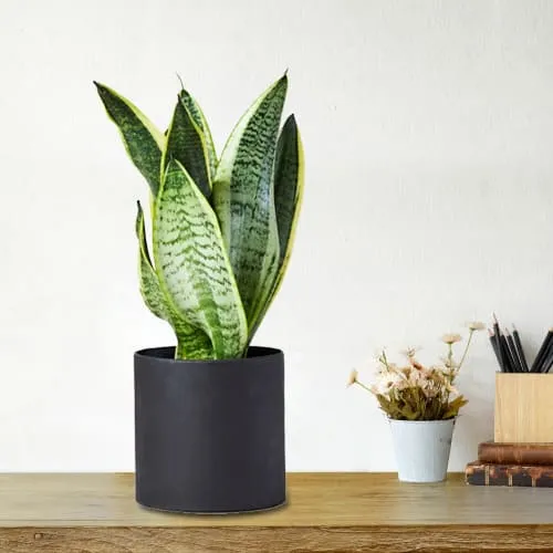 Deliver Snake Plant in Plastic Pot