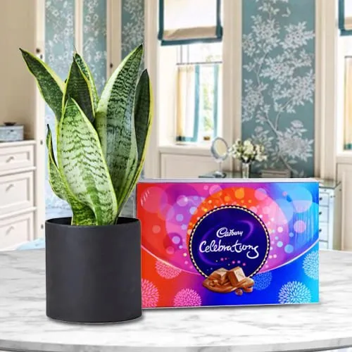 Ever-Blooming Snake Plant in a Plastic Pot with Cadbury Celebration Pack