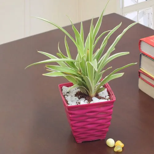 Divine Gift of Spider Plant in a Plastic Container<br>