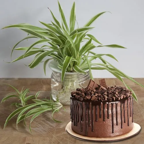 Shop for Spider Plant in Glass Pot with Chocolate Cake