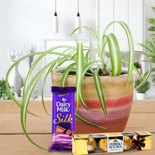 Send Spider Plant in Plastic Pot with Cadbury Dairy Milk Silk and Ferrero Rocher 