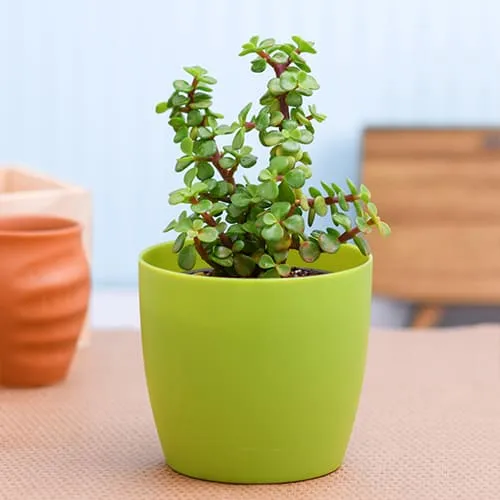 Deliver Jade Plant in Plastic Pot