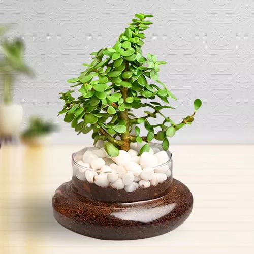 Marvel Jade Plant in Glass Pot