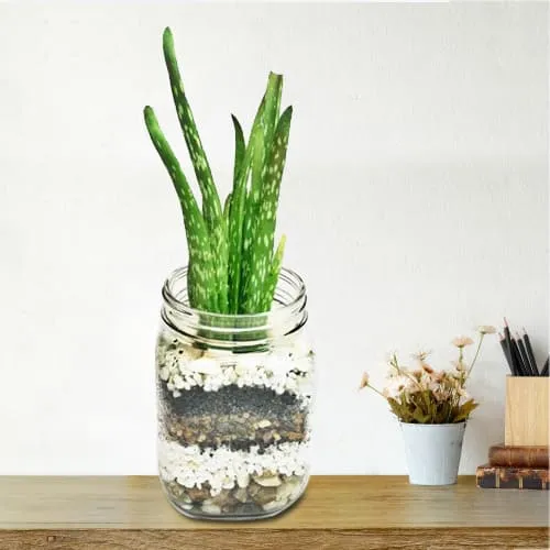 Housewarming Present of Aloe Vera Plant in Glass Container<br>