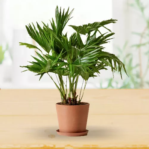 Lucky Gift of China Palm in an Elegant Ceramic Planter<br>