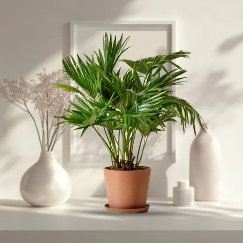 Deliver China Palm in an Elegant Ceramic Planter