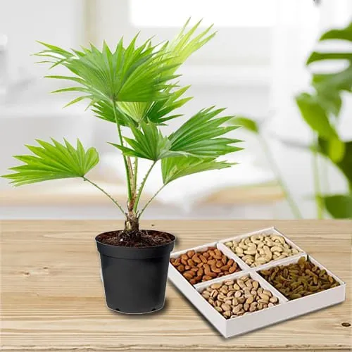 Order China Palm in Plastic Pot with Assorted Dry Fruits Platter
