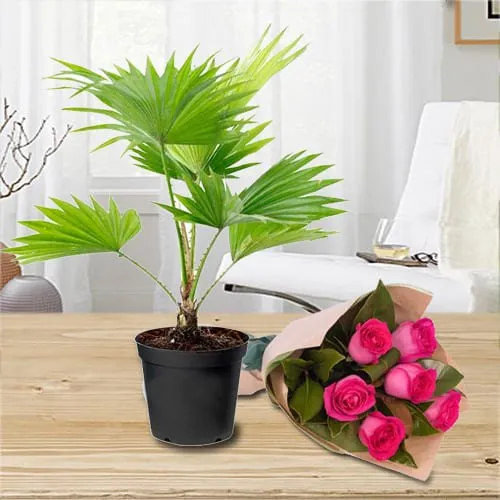 Deliver Pink Roses Bouquet with China Palm in Plastic Pot