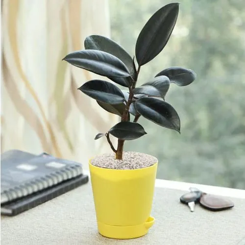 Deliver Rubber Plant in Plastic Pot with White Chips