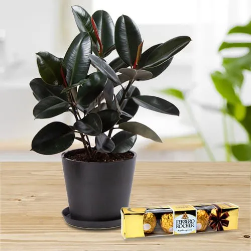 Send Rubber Plant in Plastic Pot with Ferrero Rocher