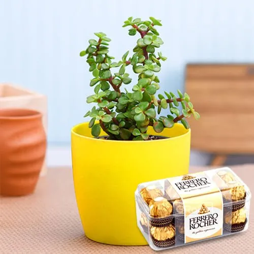 Send Ferrero Rocher with Jade Plant in Plastic Pot