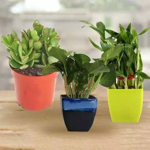 Charming Gift of 3 Indoor Plants for Health, Wealth N Luck