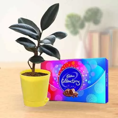 Eye Catching Gift of Rubber Plant with Chocolate