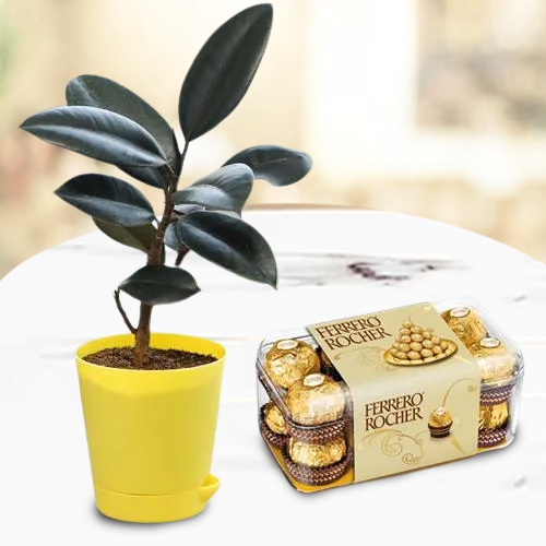 Premium Air Purifying Rubber Plant with Chocolates