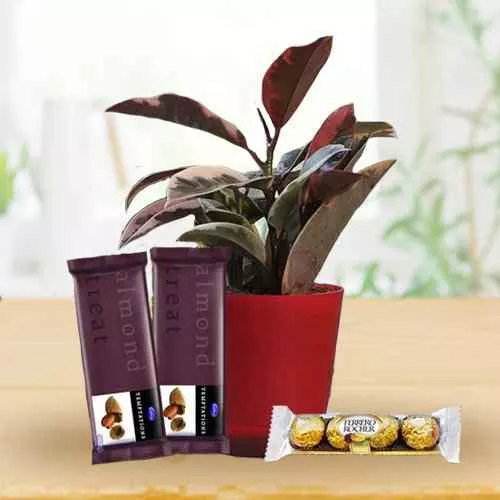 Good Luck Rubber Plant N Chocolate Gift Pack