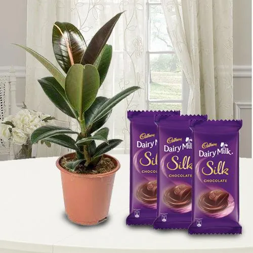 Decorative Indoor Rubber Plant N Chocolate Combo