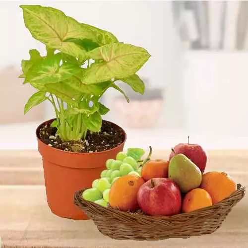 Garden Fresh Fruit Basket N Air Purifying Plant Combo