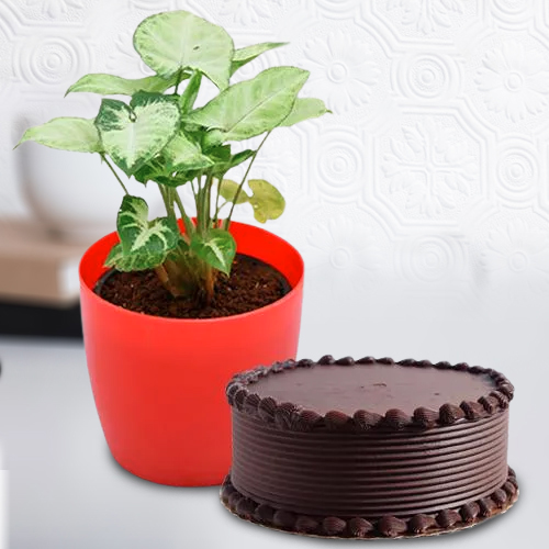 Good Luck Indoor Plant with Chocolate Cake