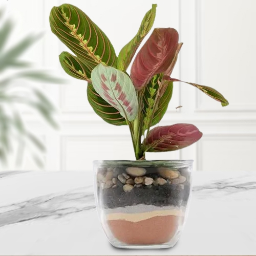 Exquisite Maranta Prayer Indoor Gift Plant in a Glass Pot