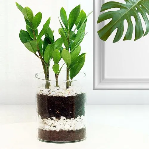 Shop Arrangement of Zamia Live Plant in Glass Pot