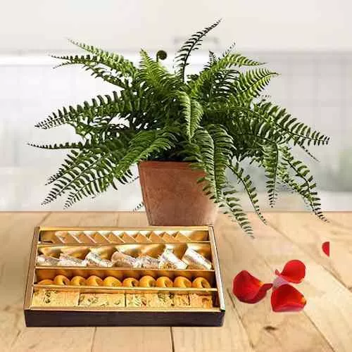 Special Gift of Air Purifying Boston Fern Pot N Sweets
