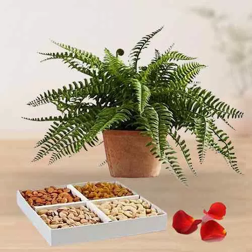 Evergreen Air Purifier Bostern Fern Plant with Mixed Dry Fruits