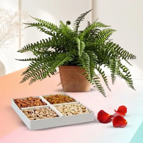 Evergreen Air Purifier Bostern Fern Plant with Mixed Dry Fruits