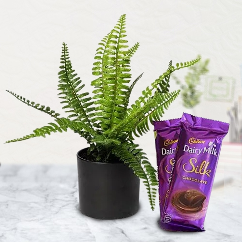Heavenly Gift of Indoor Bostern Fern with Chocolates