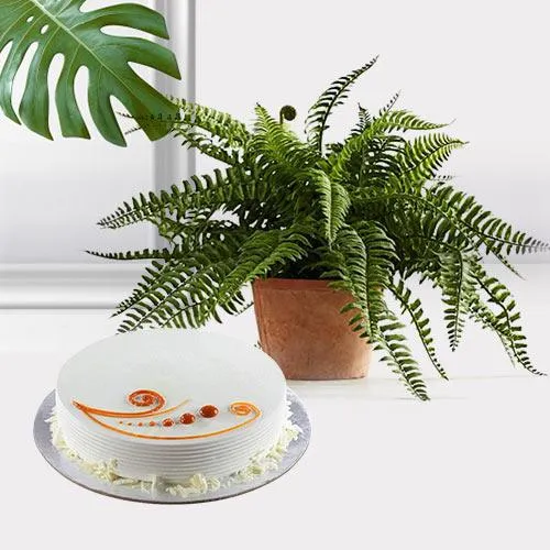 Evergreen Indoor Decor Bostern Fern Plant with Cake