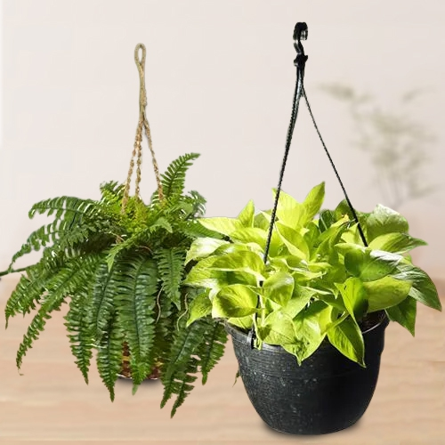 Refreshing Green Combo of Hanging Indoor Plants