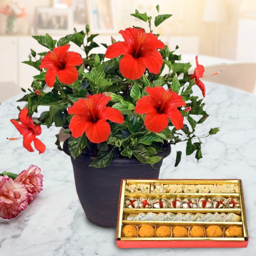 Classic Selection of Hibiscus Plant Pot with Sweets