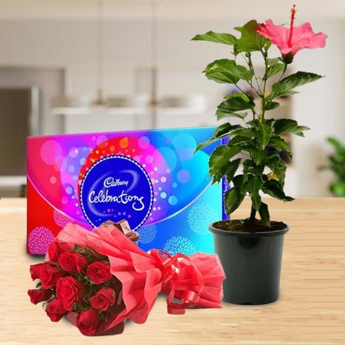 Attractive Flowering Plant Pot with Rose Bouquet N Chocolates