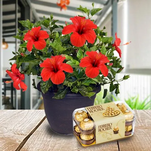 Shop Flowering Hibiscus Plant with Chocolate Box