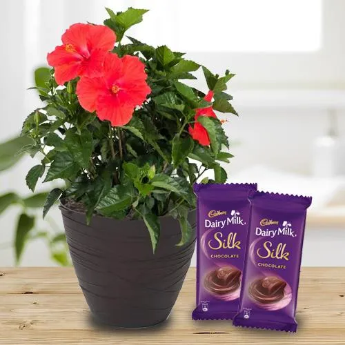 Blossom-Filled Hibiscus Flower Plant N Chocolate Duo